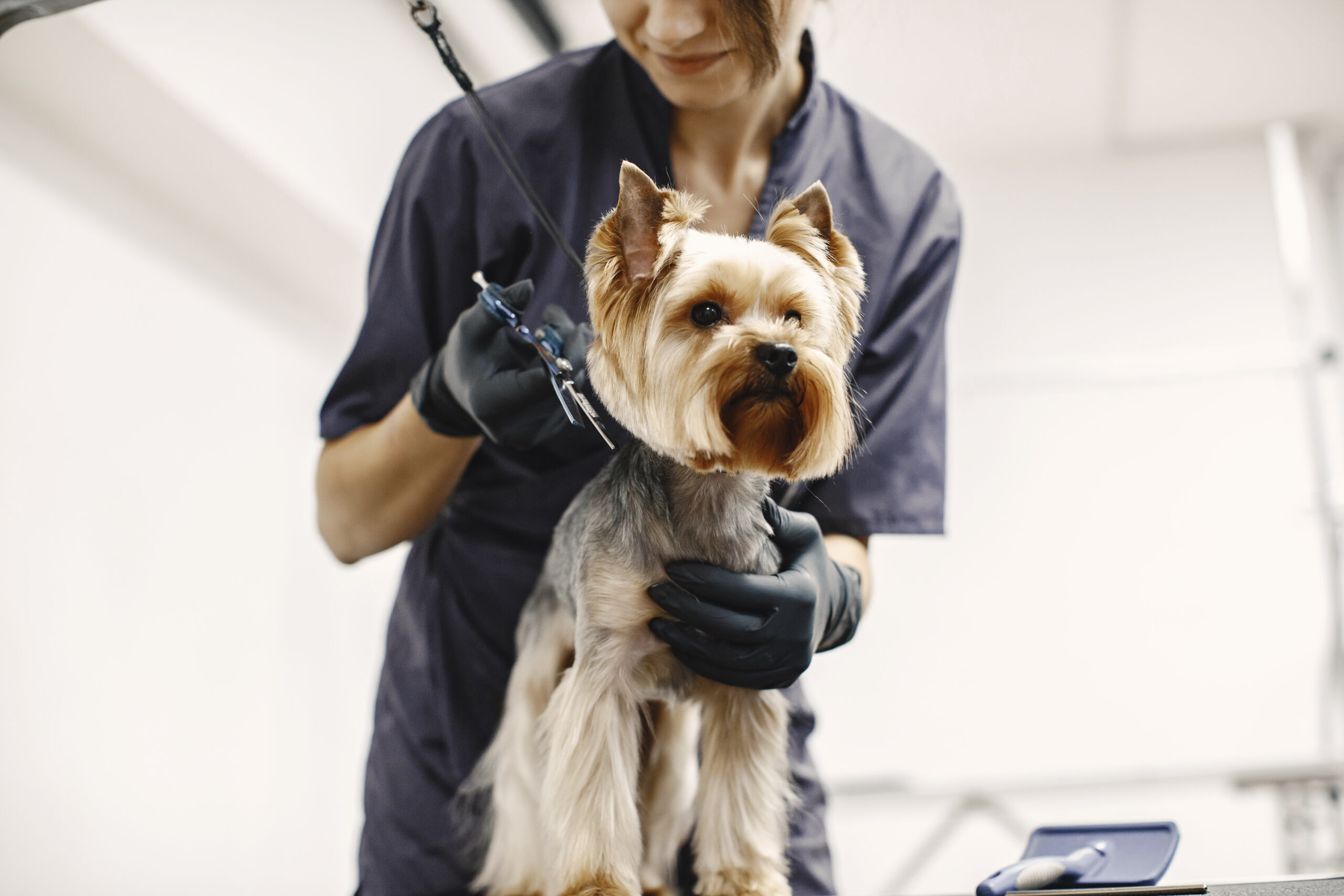 Haircuting process. Small dog sits on the table. Dog with a professional.